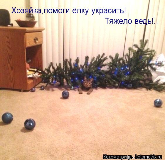 Хозяйка,помоги ёлку украсить! Тяжело ведь!..... Котоматрица: Хозяйка,помоги ёлку украсить! Тяжело ведь!..