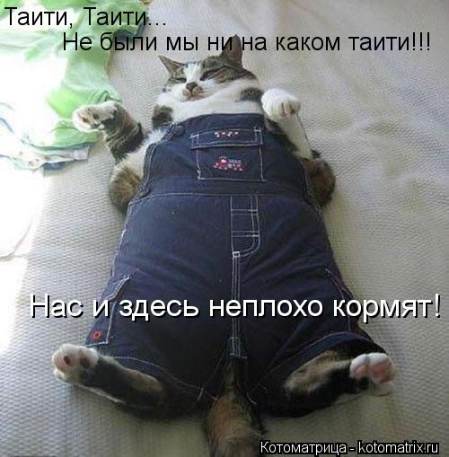 Таити, Таити... Не были мы ни на каком таити!!! Нас и здесь неплохо кормят!... Котоматрица: Таити, Таити... Не были мы ни на каком таити!!! Нас и здесь неплохо кормят!