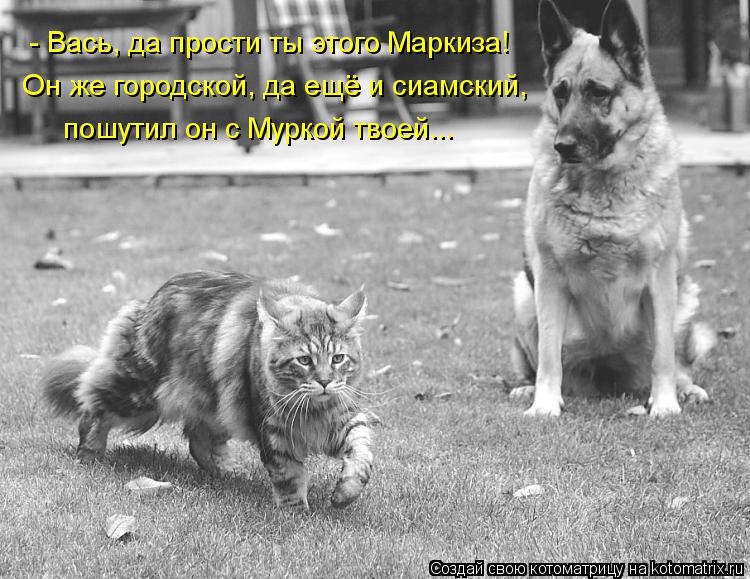 - Вась, да прости ты этого Маркиза! Он же городской, да ещё и сиамский, пошутил он с Муркой твоей...... Котоматрица: - Вась, да прости ты этого Маркиза! Он же городской, да ещё и сиамский, пошутил он с Муркой твоей...