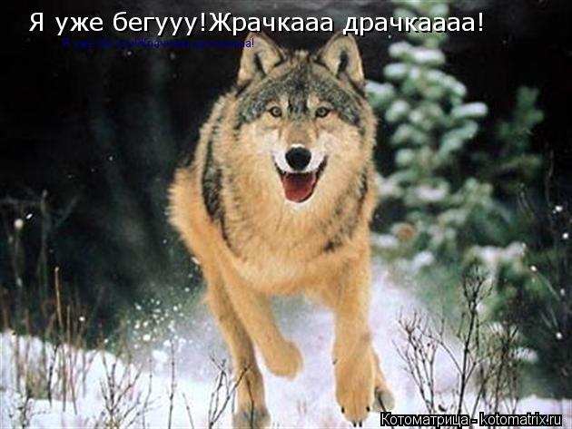 Я уже бегууу!Жрачкааа драчкаааа! Я уже бегууу!Жрачкааа драчкаааа!... Котоматрица: Я уже бегууу!Жрачкааа драчкаааа! Я уже бегууу!Жрачкааа драчкаааа!