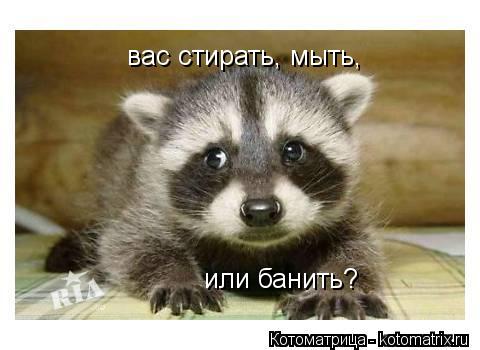 вас стирать, мыть, или банить?... Котоматрица: вас стирать, мыть, или банить?