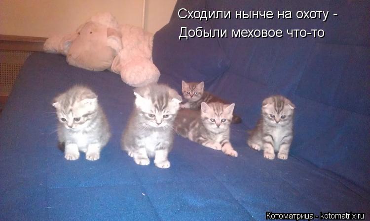 Сходили нынче на охоту - Добыли меховое что-то... Котоматрица: Сходили нынче на охоту - Добыли меховое что-то