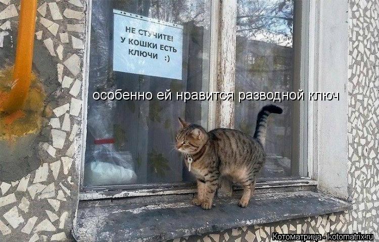 особенно ей нравится разводной ключ... Котоматрица: особенно ей нравится разводной ключ