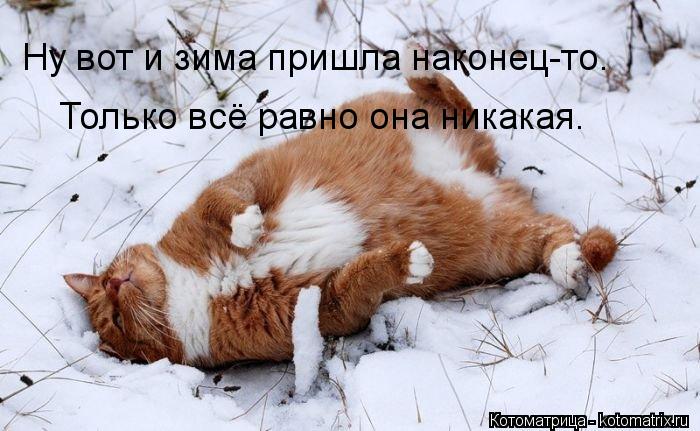 Котоматрица: Ну вот и зима пришла наконец-то. Только всё равно она никакая.