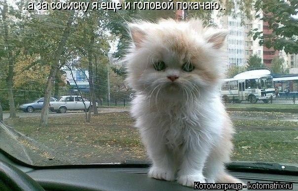 Котоматрица: ..а за сосиску я еще и головой покачаю..