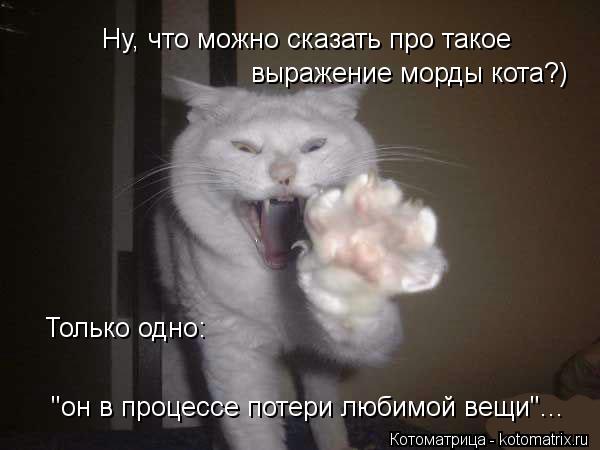 Котоматрица: Ну, что можно сказать про такое  выражение морды кота?) Только одно: "он в процессе потери любимой вещи"...