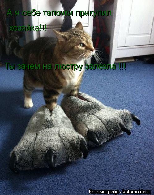 А я себе тапочки прикупил. хозяйка!!! Ты зачем на люстру залезла !!!... Котоматрица: А я себе тапочки прикупил. хозяйка!!! Ты зачем на люстру залезла !!!