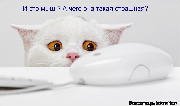 И это мыш ? А чего она такая страшная?... Котоматрица: И это мыш ? А чего она такая страшная?