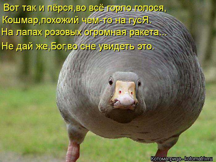 Вот так и пёрся,во всё горло голося, На лапах розовых огромная ракета... Кошмар,похожий чем-то на гус... Котоматрица: Вот так и пёрся,во всё горло голося, На лапах розовых огромная ракета... Кошмар,похожий чем-то на гусЯ. Не дай же,Бог,во сне увидеть это.