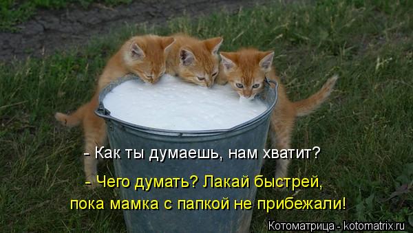 Котоматрица: - Как ты думаешь, нам хватит? - Чего думать? Лакай быстрей, пока мамка с папкой не прибежали!