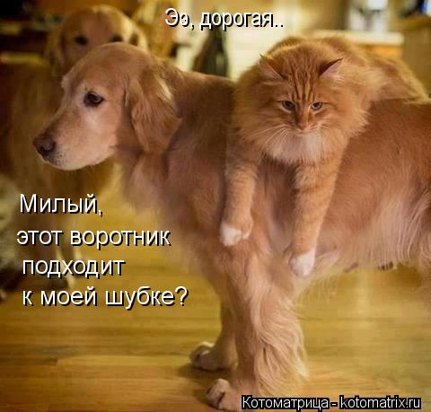 Милый, этот воротник подходит к моей шубке? Ээ, дорогая..... Котоматрица: Милый, этот воротник подходит к моей шубке? Ээ, дорогая..