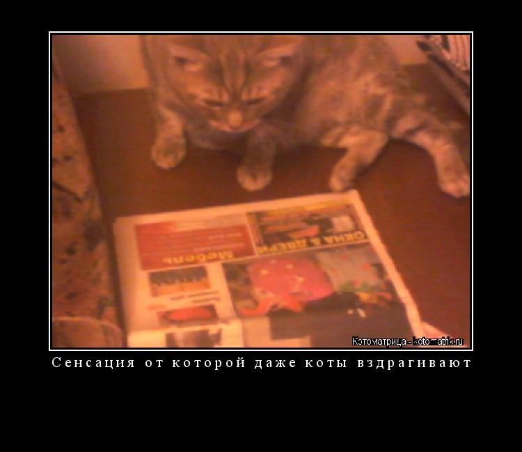 Котоматрица: Сенсация от которой даже коты вздрагивают 