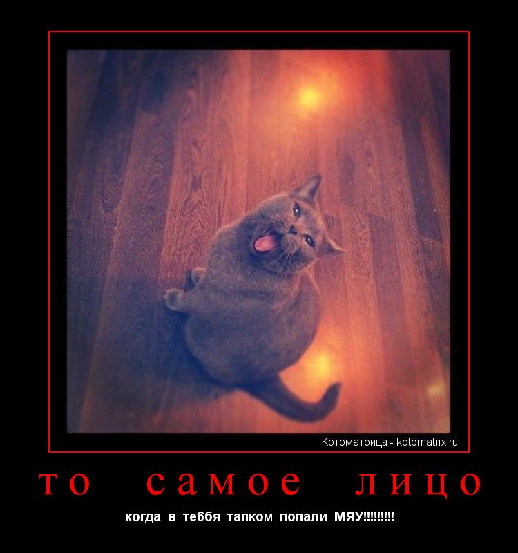 то самое лицо когда в те6бя тапком попали МЯУ!!!!!!!!!... Котоматрица: то самое лицо когда в те6бя тапком попали МЯУ!!!!!!!!!