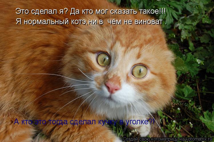 Это сделал я? Да кто мог сказать такое!!! Это сделал я? Да кто мог сказать такое!!! Я нормальный кот... Котоматрица: Это сделал я? Да кто мог сказать такое!!! Это сделал я? Да кто мог сказать такое!!! Я нормальный котэ,ни в чём не виноват . А кто это тогда сдел
