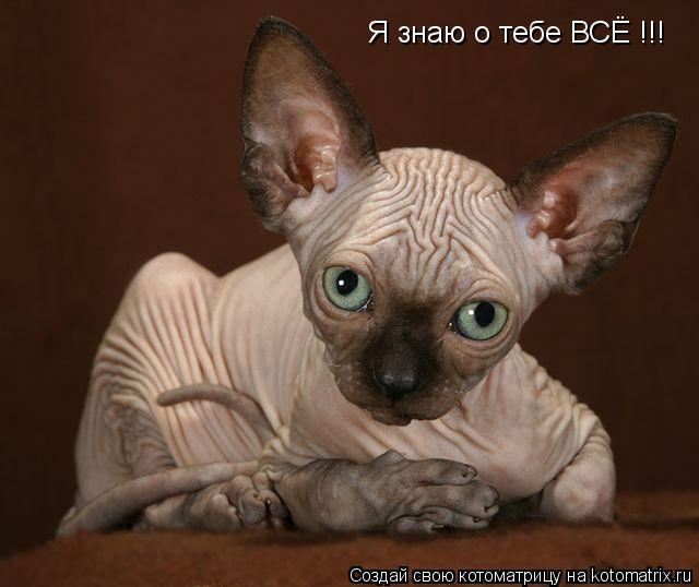 Котоматрица: Я знаю о тебе ВСЁ !!!