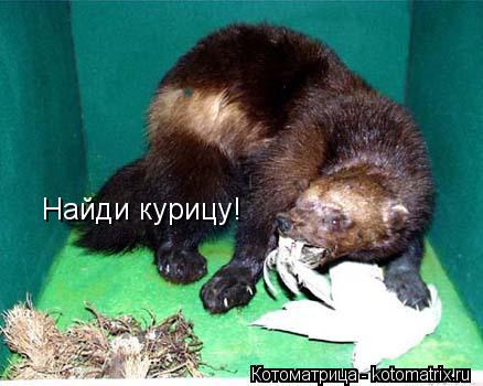 Найди курицу!... Котоматрица: Найди курицу!