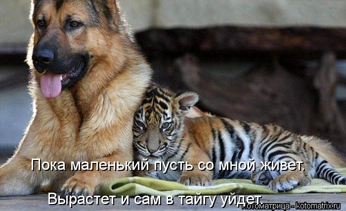 Котоматрица: Пока маленький пусть со мной живет. Вырастет и сам в тайгу уйдет.