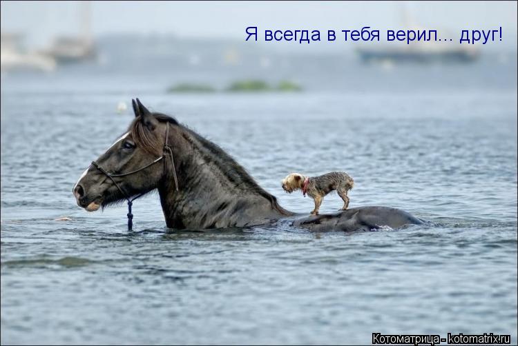 Я всегда в тебя верил... друг!... Котоматрица: Я всегда в тебя верил... друг!