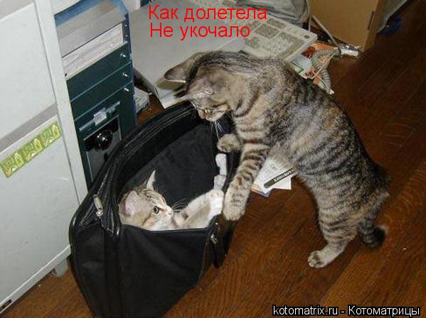 Как долетела Не укочало... Котоматрица: Как долетела Не укочало
