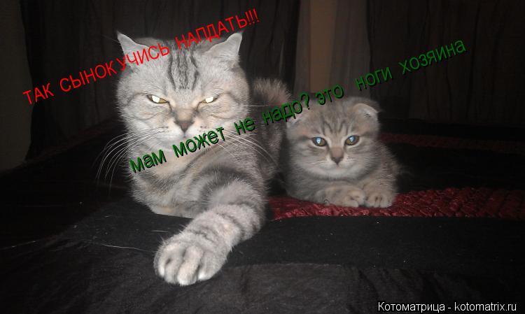 ТАК СЫНОК УЧИСЬ НАПДАТЬ!!! мам может не надо? это ноги хозяина... Котоматрица: ТАК СЫНОК УЧИСЬ НАПДАТЬ!!! мам может не надо? это ноги хозяина