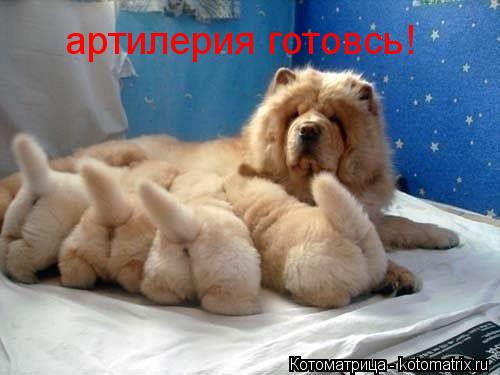 артилерия готовсь!... Котоматрица: артилерия готовсь!