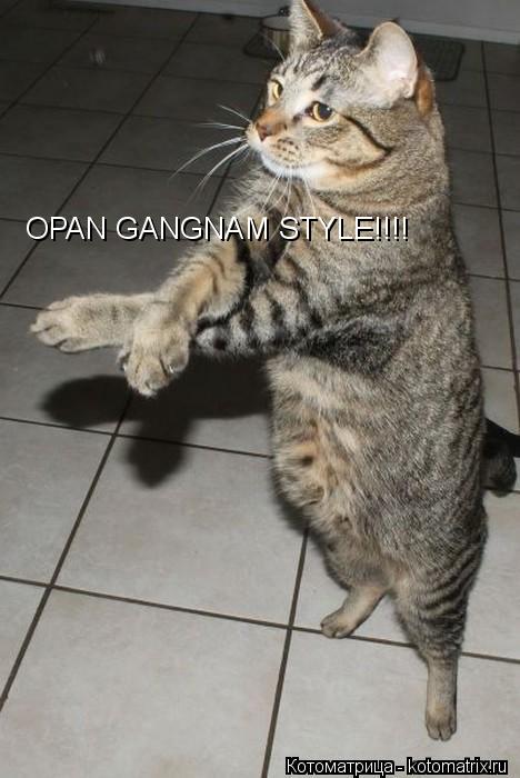 OPAN GANGNAM STYLE!!!!... Котоматрица: OPAN GANGNAM STYLE!!!!