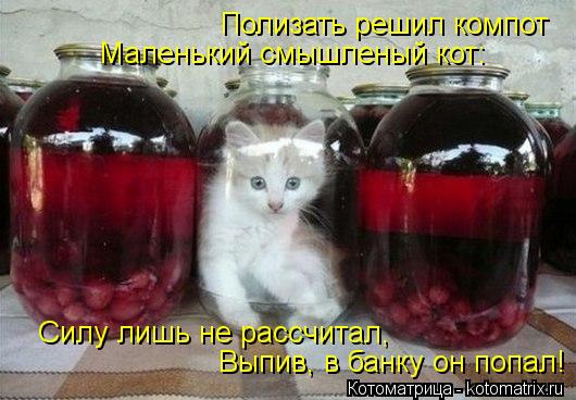 Полизать решил компот Маленький смышленый кот: Силу лишь не рассчитал, Выпив, в банку он попал!... Котоматрица: Полизать решил компот Маленький смышленый кот: Силу лишь не рассчитал, Выпив, в банку он попал!