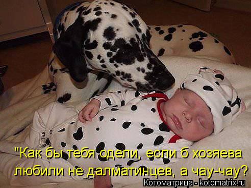 "Как бы тебя одели, если б хозяева любили не далматинцев, а чау-чау?... Котоматрица: "Как бы тебя одели, если б хозяева любили не далматинцев, а чау-чау?