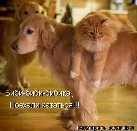 Биби-биби-бибика , Поехали кататься!!!... Котоматрица: Биби-биби-бибика , Поехали кататься!!!