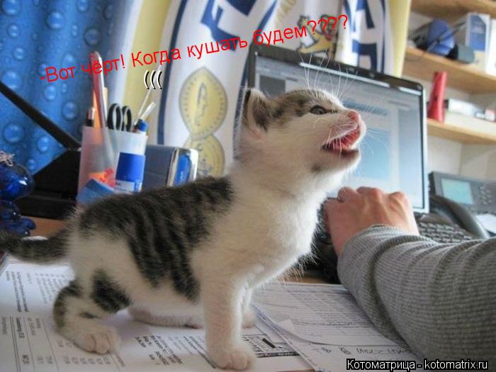 -Вот чёрт! Когда кушать будем???? -Вот чёрт! Когда кушать будем???? Блиииииииииииииииииииин ((( (((... Котоматрица: -Вот чёрт! Когда кушать будем???? -Вот чёрт! Когда кушать будем???? Блиииииииииииииииииииин ((( (((