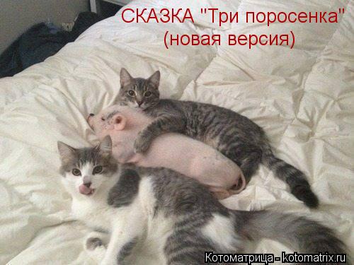 СКАЗКА "Три поросенка" (новая версия)... Котоматрица: СКАЗКА "Три поросенка" (новая версия)