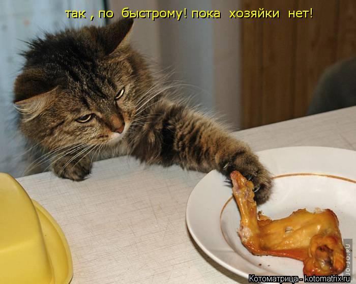 так , по быстрому! пока хозяйки нет!... Котоматрица: так , по быстрому! пока хозяйки нет!