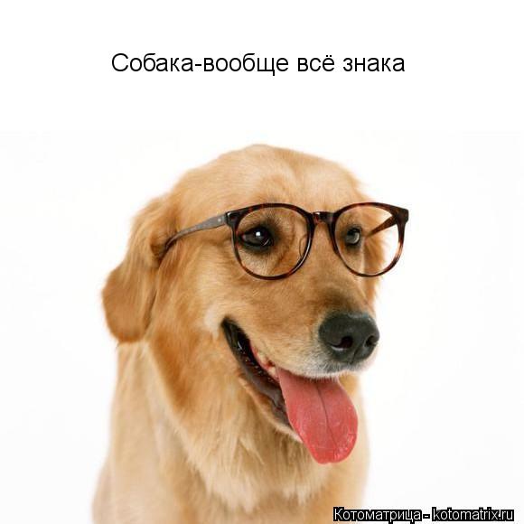 Собака-вообще всё знака... Котоматрица: Собака-вообще всё знака