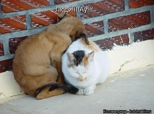 Люди!!!!Ау!!!... Котоматрица: Люди!!!!Ау!!!