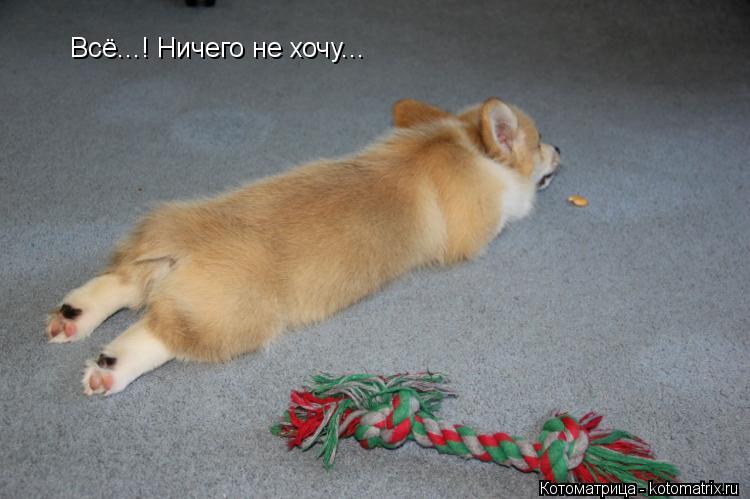 Всё...! Ничего не хочу...... Котоматрица: Всё...! Ничего не хочу...