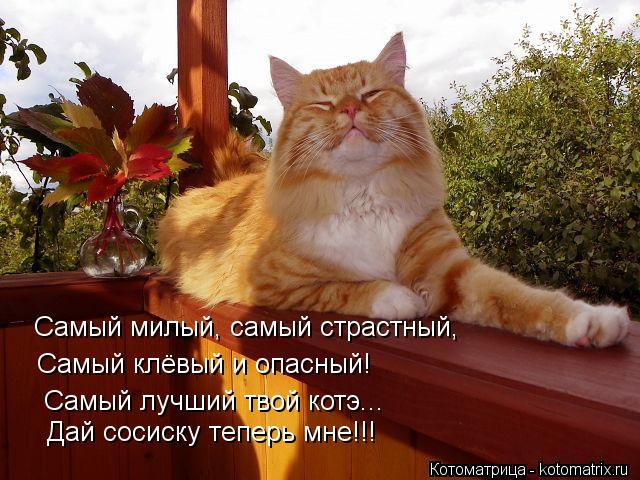 Котоматрица: Самый милый, самый страстный, Самый клёвый и опасный! Самый лучший твой котэ... Дай сосиску теперь мне!!!