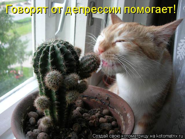 Говорят от депрессии помогает!... Котоматрица: Говорят от депрессии помогает!