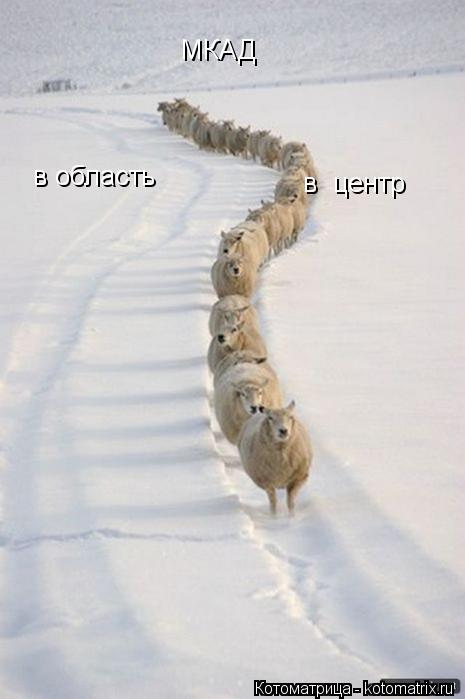 МКАД в область в центр... Котоматрица: МКАД в область в центр