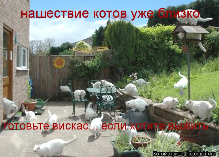 нашествие котов уже близко готовьте вискас... если хотите выжить... Котоматрица: нашествие котов уже близко готовьте вискас... если хотите выжить