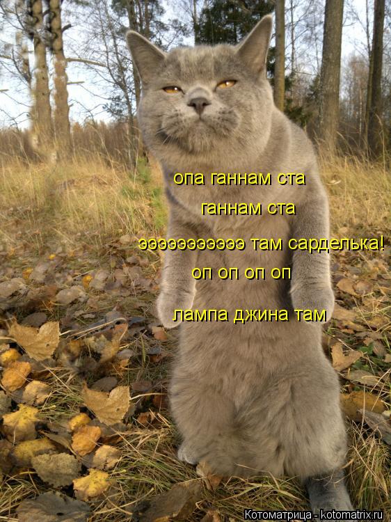 Котоматрица: опа ганнам ста оп оп оп оп  ганнам ста эээээээээээ там сарделька! лампа джина там