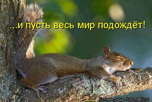 Котоматрица: ...и пусть весь мир подождёт!
