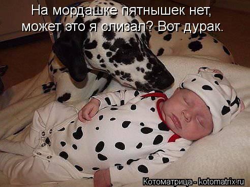 Котоматрица: На мордашке пятнышек нет, может это я слизал? Вот дурак.