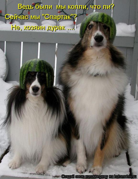 Ведь были мы колли, что ли? Сейчас мы "Спартак"? Не, хозяин дурак ....... Котоматрица: Ведь были мы колли, что ли? Сейчас мы "Спартак"? Не, хозяин дурак ....