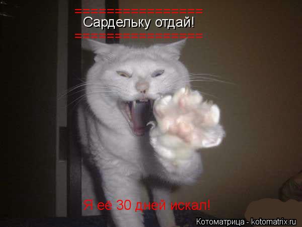 Котоматрица: Сардельку отдай! Я её 30 дней искал! ================ ================
