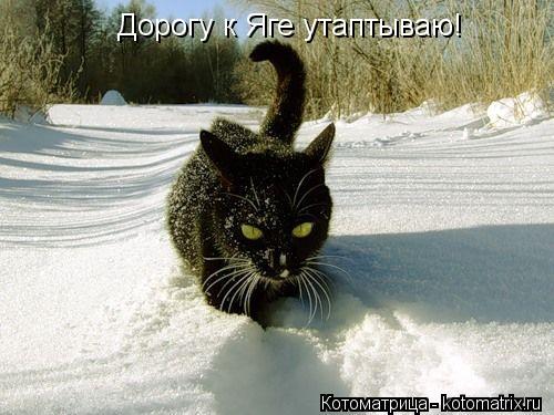 Дорогу к Яге утаптываю!... Котоматрица: Дорогу к Яге утаптываю!