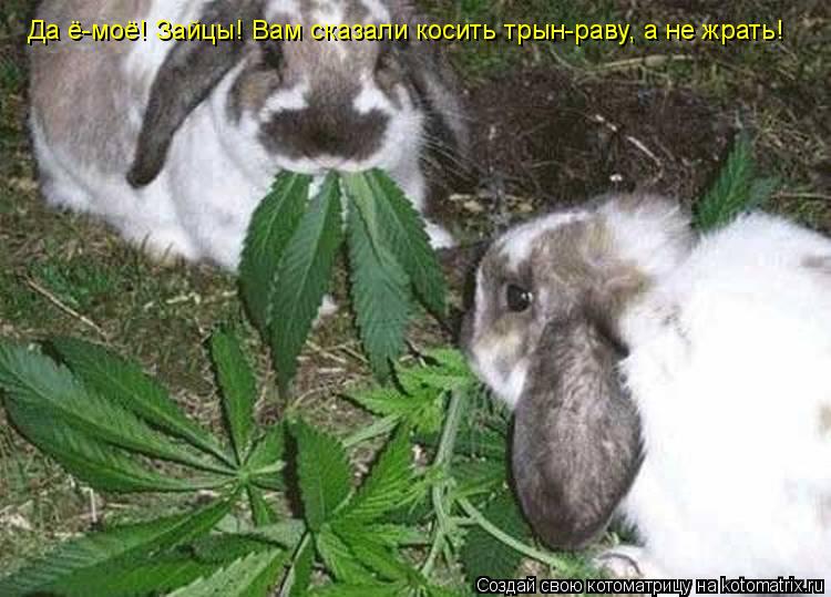 Да ё-моё! Зайцы! Вам сказали косить трын-раву, а не жрать!... Котоматрица: Да ё-моё! Зайцы! Вам сказали косить трын-раву, а не жрать!