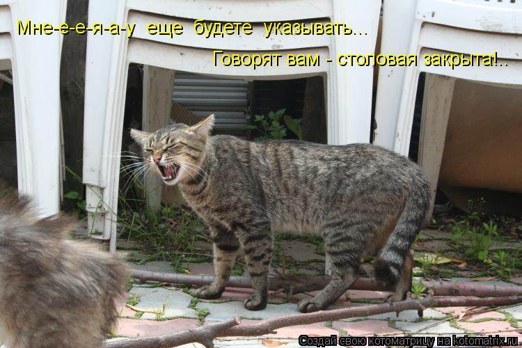Котоматрица: Говорят вам - столовая закрыта!.. Мне-е-е-я-а-у  еще  будете  указывать...