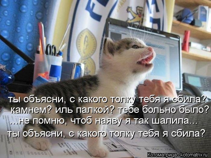 ...не помню, чтоб наяву я так шалила... камнем? иль палкой? тебе больно было? ты объясни, с какого т... Котоматрица: ...не помню, чтоб наяву я так шалила... камнем? иль палкой? тебе больно было? ты объясни, с какого толку тебя я сбила? ты объясни, с какого толку
