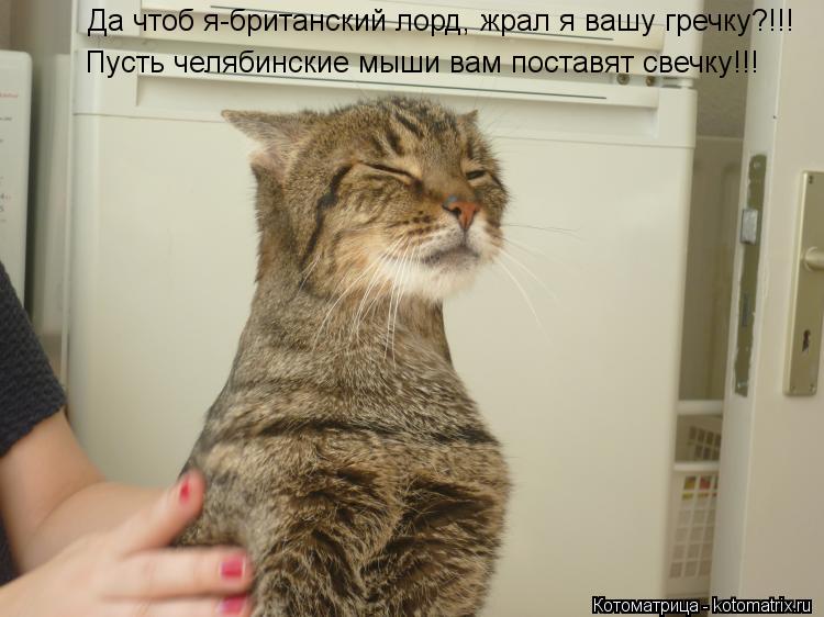 Да чтоб я-британский лорд, жрал я вашу гречку?!!! Пусть челябинские мыши вам поставят свечку!!!... Котоматрица: Да чтоб я-британский лорд, жрал я вашу гречку?!!! Пусть челябинские мыши вам поставят свечку!!!