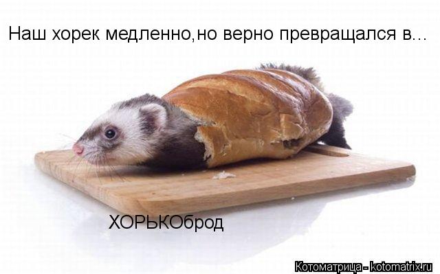 Наш хорек медленно,но верно превращался в... ХОРЬКОброд... Котоматрица: Наш хорек медленно,но верно превращался в... ХОРЬКОброд